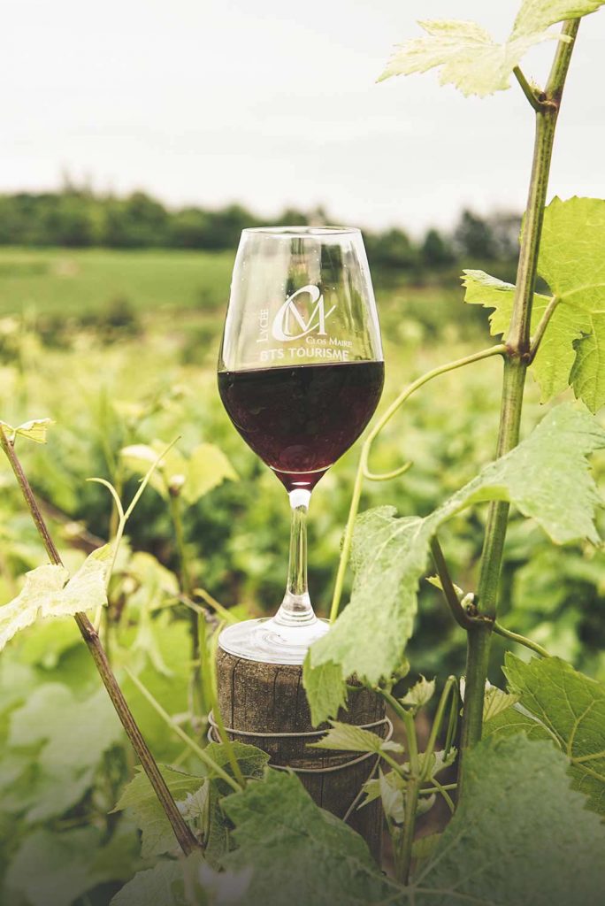 Engraved red wine glass in vineyard